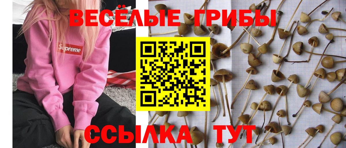 Галлюциногенные грибы Psilocybe  Вход с VPN  Кохма 